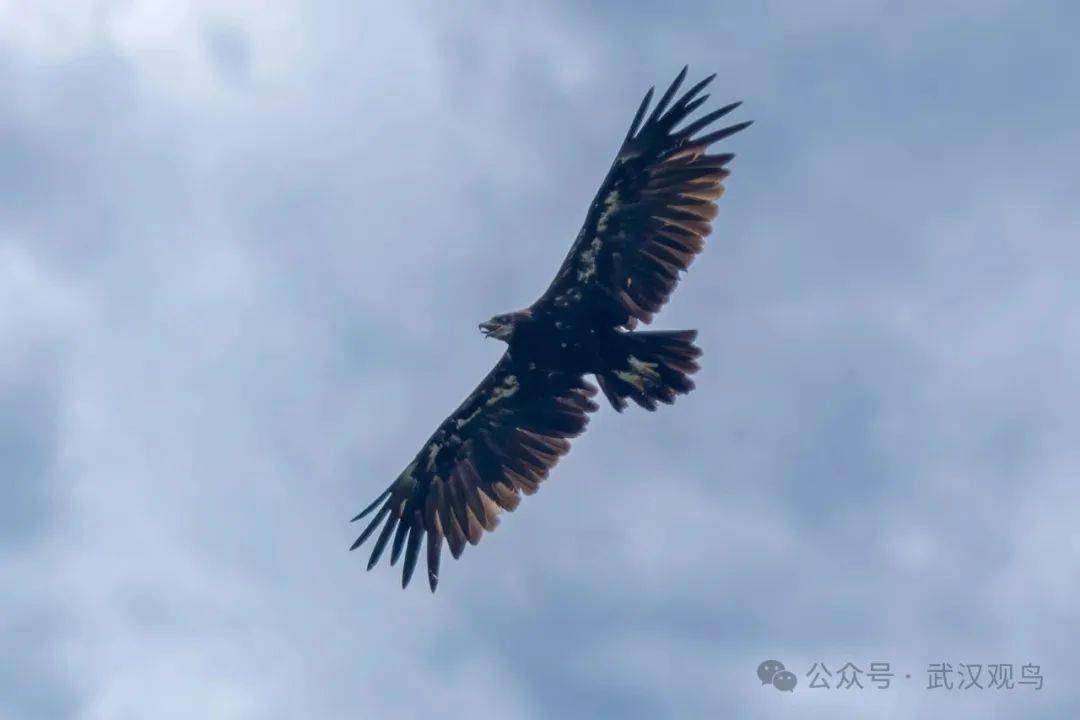 首次<strong></p>
<p>法币交易</strong>！40℃的武汉冒出一只乌雕！身穿“羽绒服”的它边飞边张口散热