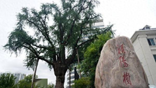 装上“淋浴”每天“冲凉”<strong></p>
<p>okex下载app</strong>，540余岁“汉阳树”被悉心照料