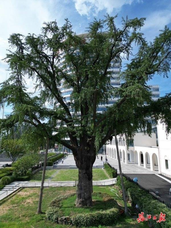 装上“淋浴”每天“冲凉”<strong></p>
<p>okex下载app</strong>，540余岁“汉阳树”被悉心照料