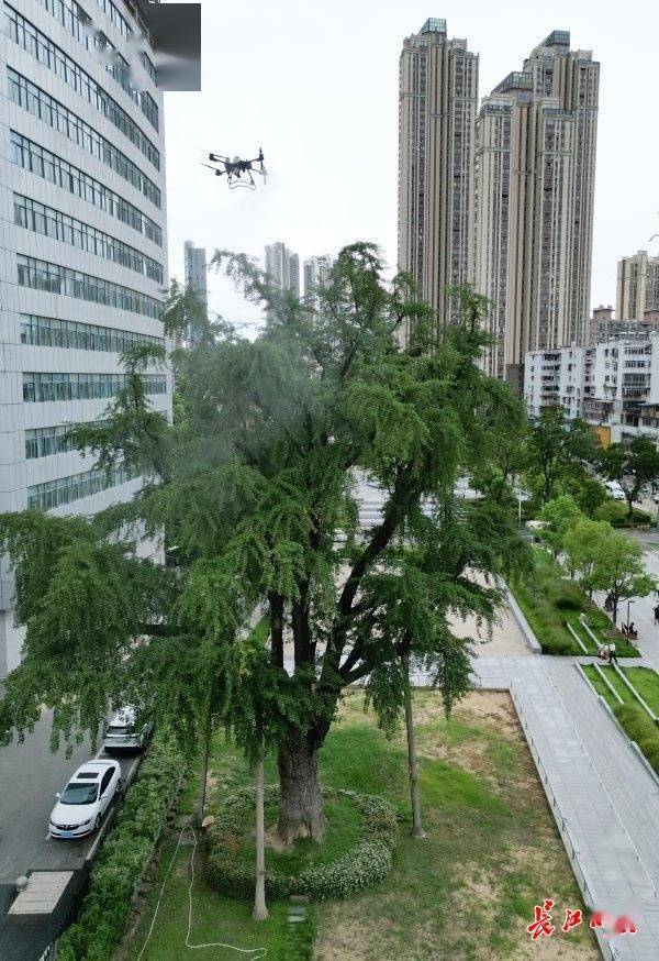 装上“淋浴”每天“冲凉”<strong></p>
<p>okex下载app</strong>，540余岁“汉阳树”被悉心照料