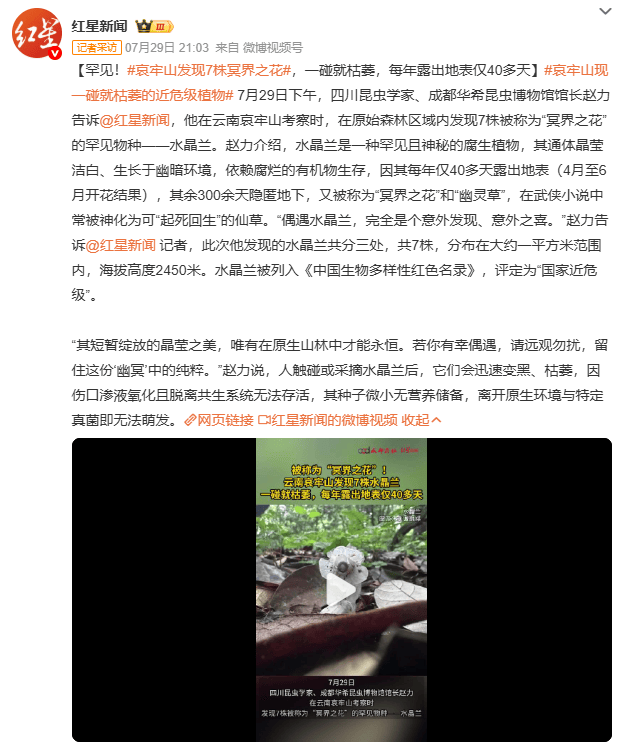 哀牢山发现7株冥界之花<strong></p>
<p>okex点对点</strong>，一碰就枯萎，每年露出地表仅40多天
