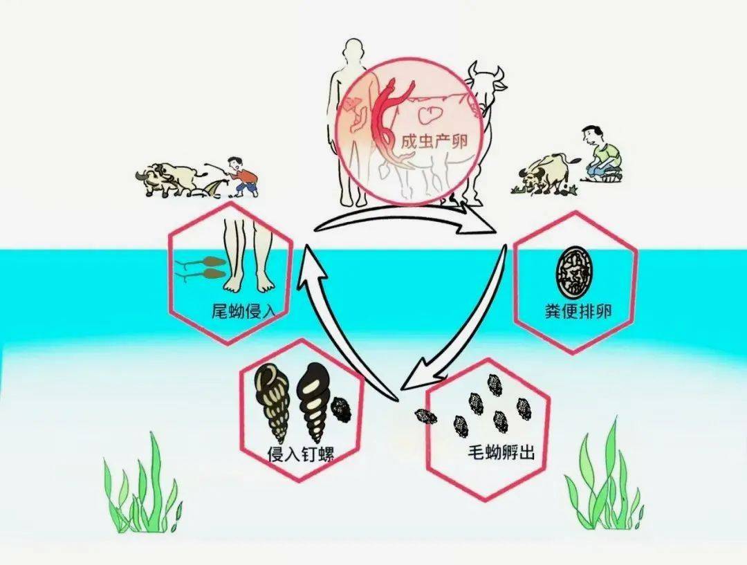 一旦接触<strong></p>
<p>okex下载链接</strong>，10秒即可感染！汛期谨防这种病→