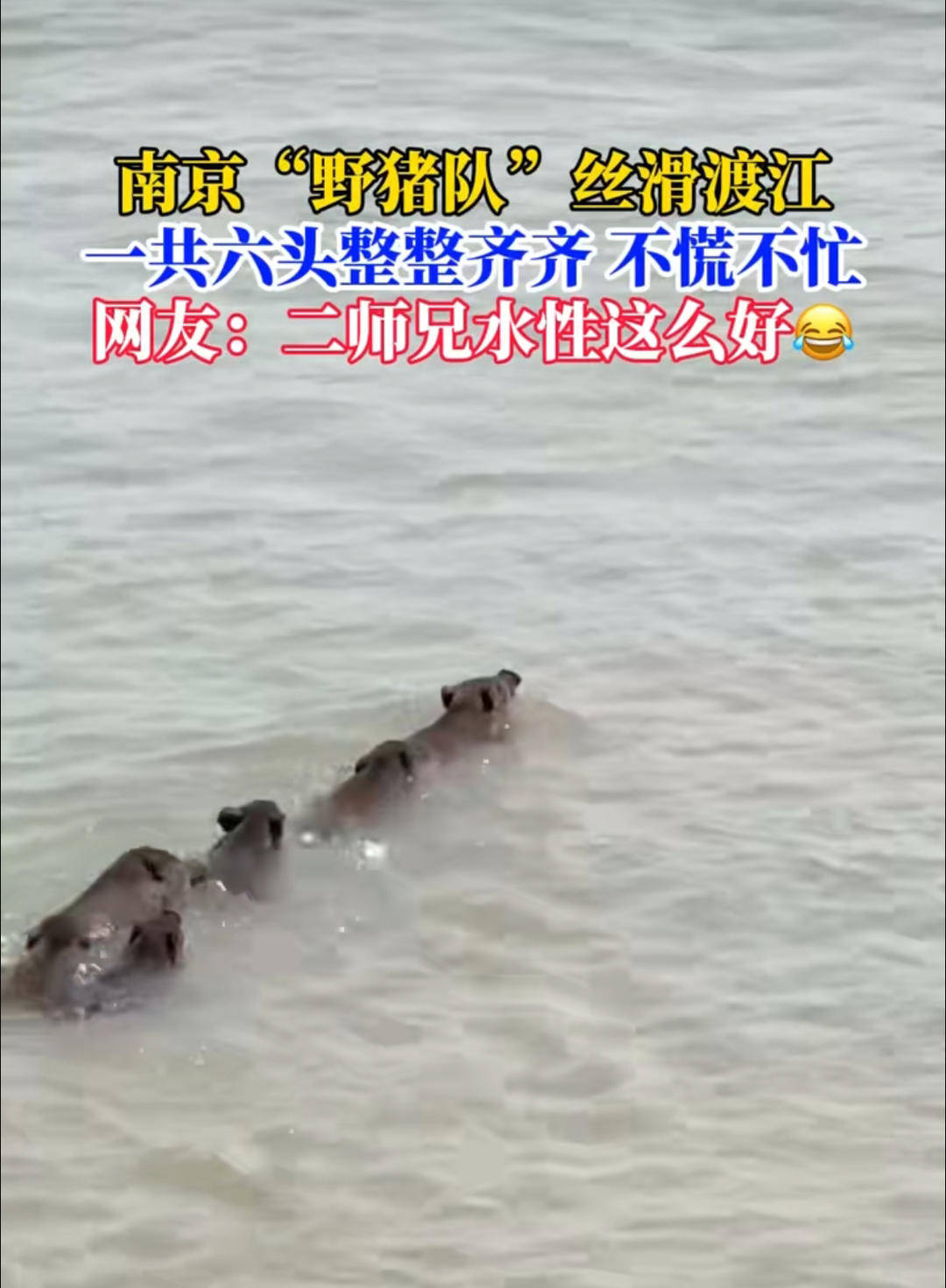 南京六头野猪组队渡长江<strong></p>
<p>okex下载与安装苹果</strong>，网友：天蓬元帅天上管水军的