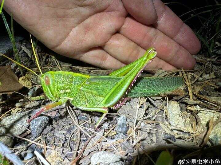 点虫成金！合肥发现最大蝗虫<strong></p>
<p>okex合约交易怎么玩</strong>，约成人手掌大小！专家称其肉质丰满可油炸食用
