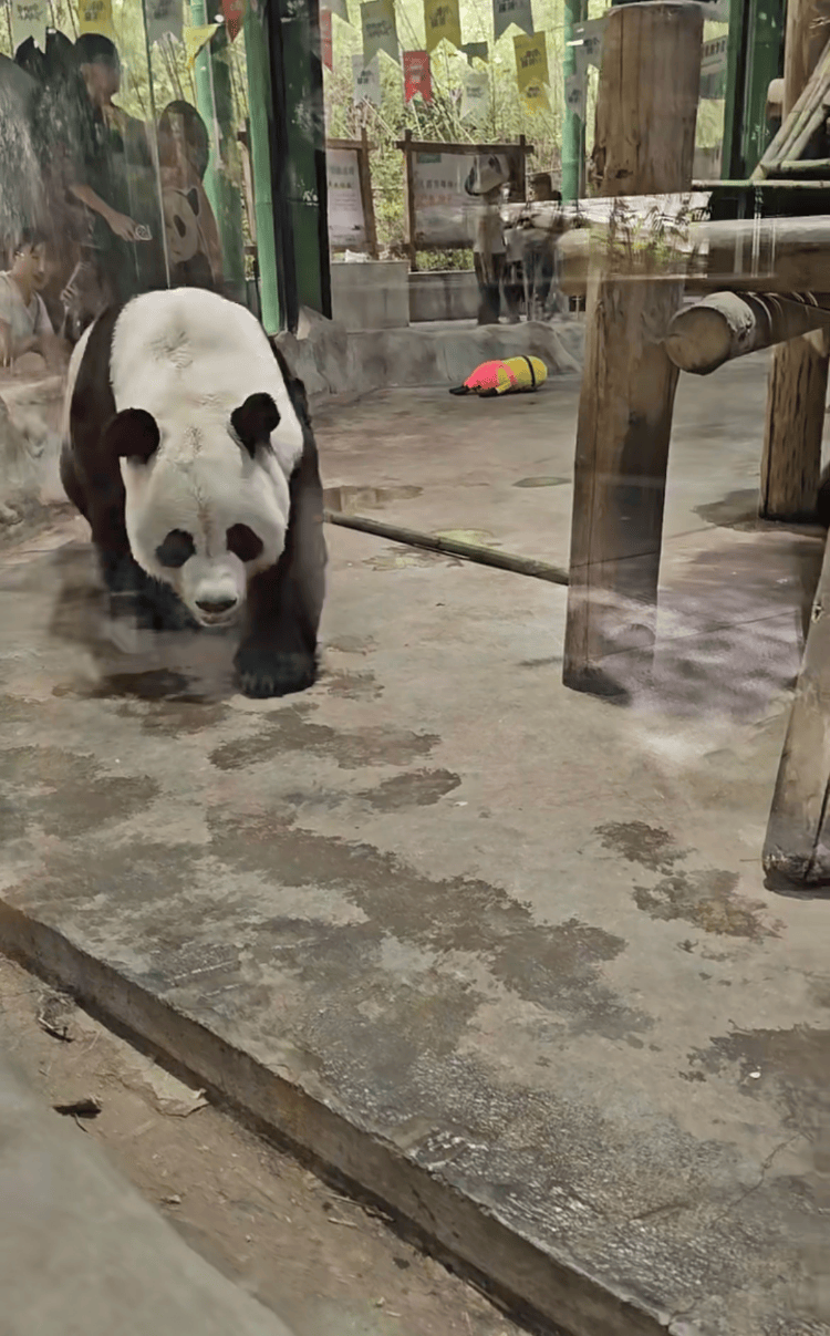 河南一动物园熊猫馆多次被曝有宠物狗入内<strong></p>
<p>网络货币交易平台</strong>，园方：紧急消杀，已开除涉事保安