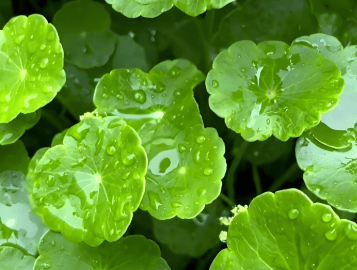 晴雨交替<strong></p>
<p>okex下载app ios14</strong>，气温适宜