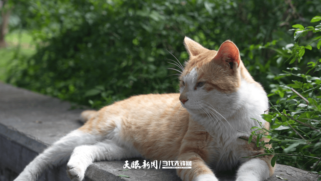 大反转<strong></p>
<p>okex交易所电脑版怎么下载</strong>！贵阳“挖眼虐猫”事件系AI编造